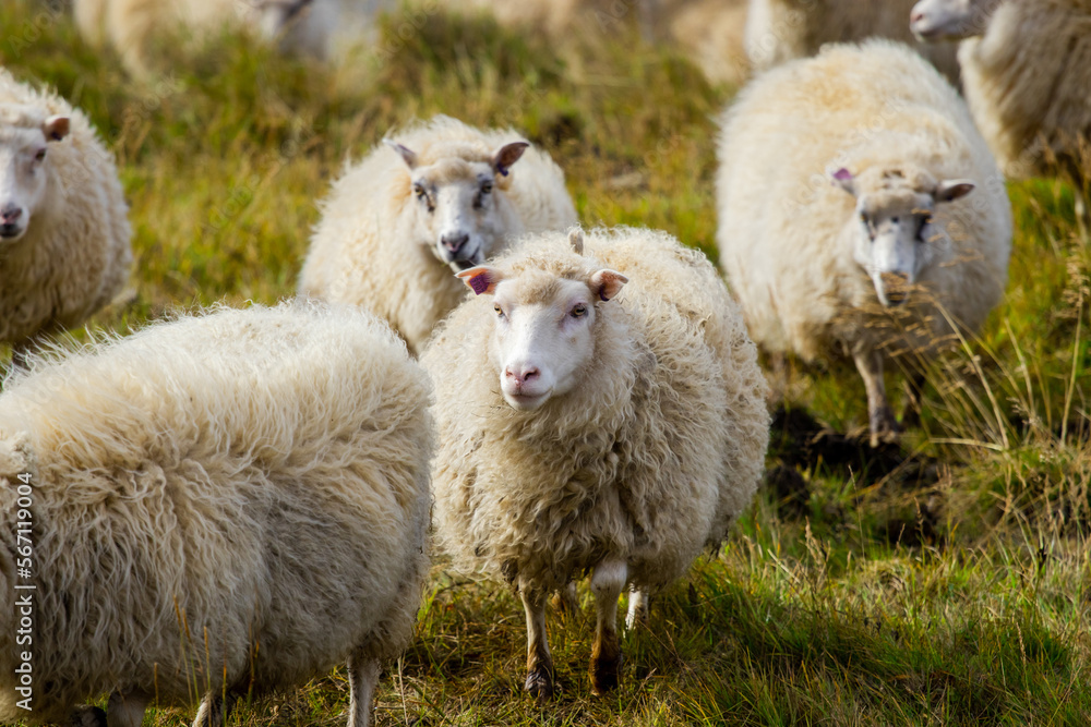 Icelandic Sheep Graze in the Mountain Meadow near Ocean Coastline, Group of Domestic Animal in Pure and Clear Nature. Ecologically Clean Lamb Meat and Wool Production. Scenic Area Icelandic Sheep Graze in the Mountain Meadow near Ocean Coastline, Group of Domestic Animal in Pure and Clear Nature. Ecologically Clean Lamb Meat and Wool Production. Scenic Area