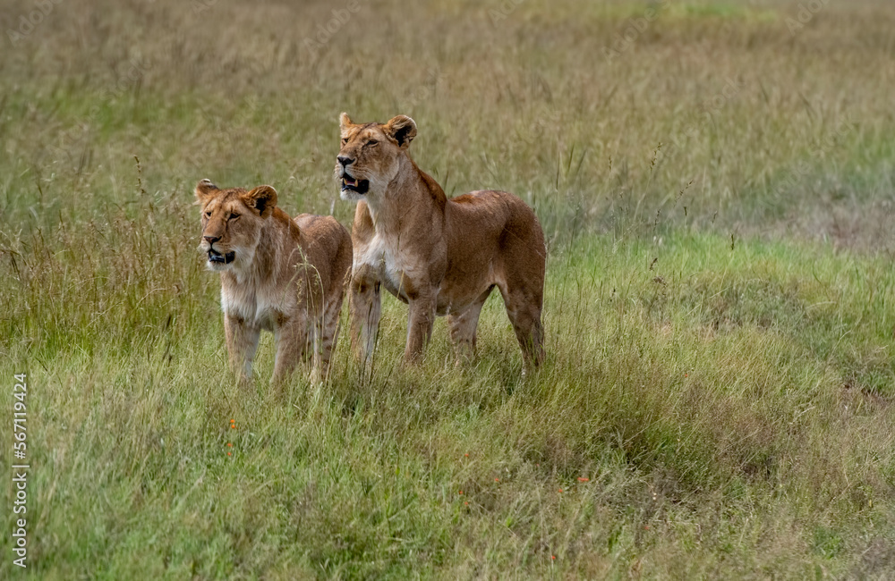 Naklejka premium Portrait of two lioness in Masai Mara, Kenya