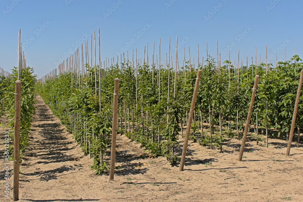 Rows of young trees in a nursery on a sunny day with clear blue sky in Flanders, Belgium 