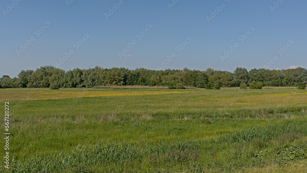 Sunny meadow with trees in Kalkense meersen nature reserve, Flanders, Belgium