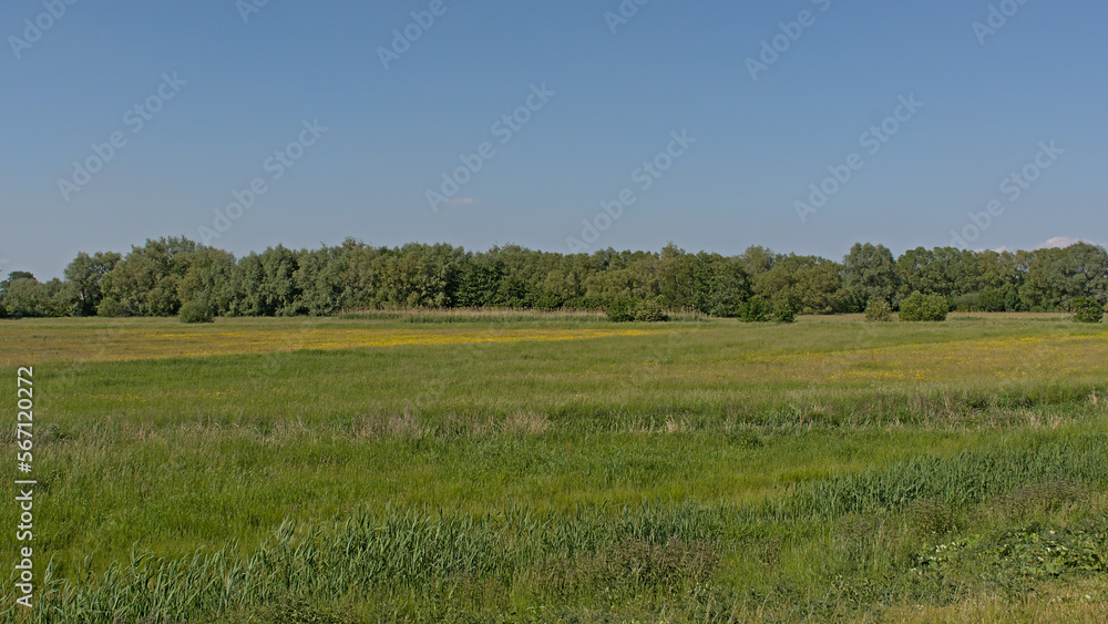 Sunny meadow with trees in Kalkense meersen nature reserve, Flanders, Belgium Sunny meadow with trees in Kalkense meersen nature reserve, Flanders, Belgium