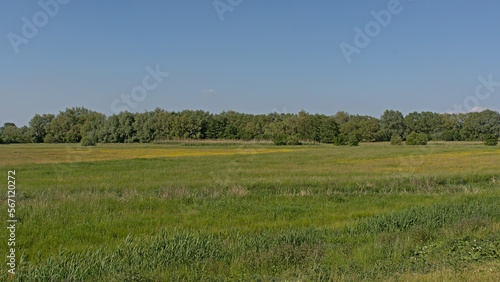 Sunny meadow with trees in Kalkense meersen nature reserve  Flanders  Belgium