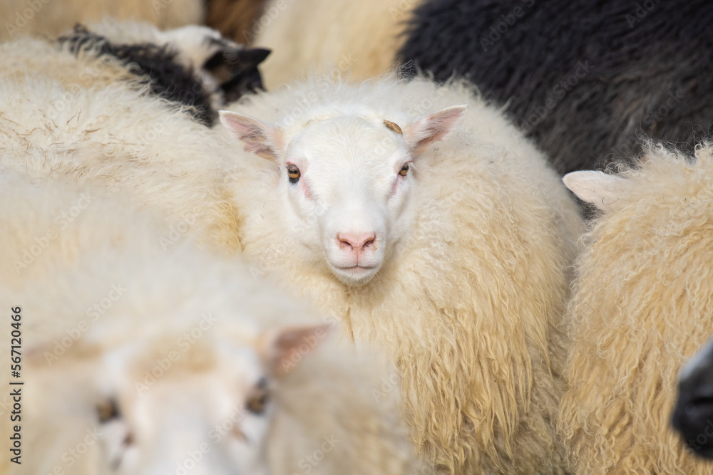 Naklejka premium Icelandic Sheep Graze in the Mountain Meadow, Group of Domestic Animal in Pure and Clear Nature. Beautiful Icelandic Highlands. Ecologically Clean Lamb Meat and Wool Production. Scenic Area