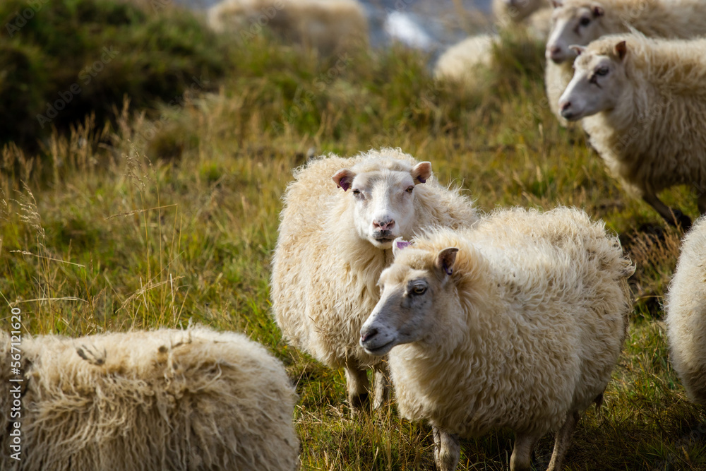Icelandic Sheep Graze in the Mountain Meadow near Ocean Coastline, Group of Domestic Animal in Pure and Clear Nature. Ecologically Clean Lamb Meat and Wool Production. Scenic Area