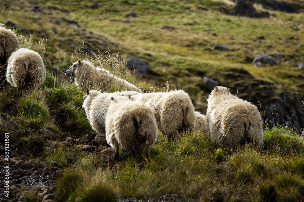 Fototapeta premium Icelandic Sheep Graze in the Mountain Meadow near Ocean Coastline, Group of Domestic Animal in Pure and Clear Nature. Ecologically Clean Lamb Meat and Wool Production. Scenic Area