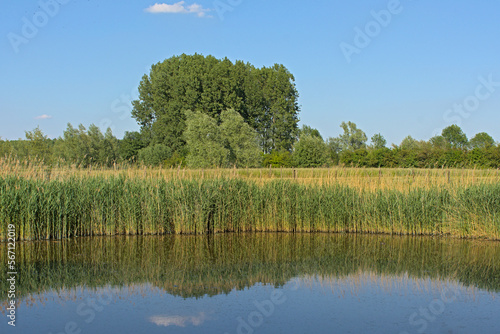 Creek with trees and reed field reflecting in the water  on a sunny spring day in Kalkense meersen nature reserve, Flanders, Belgium photo