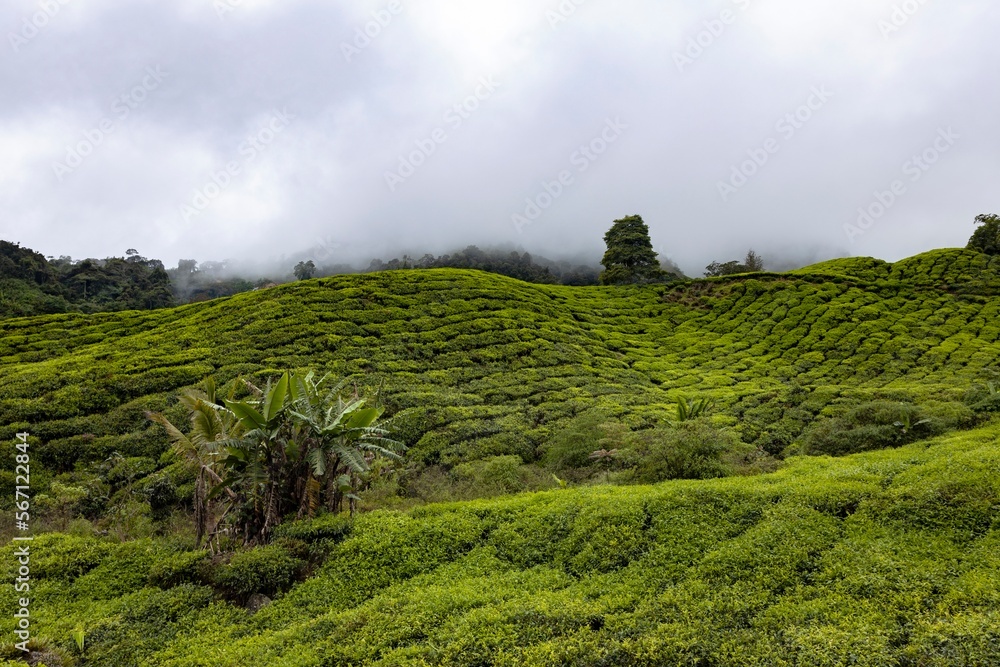 Tea plantation in Malaysia.