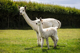 Alpaca baby with mother on the farm