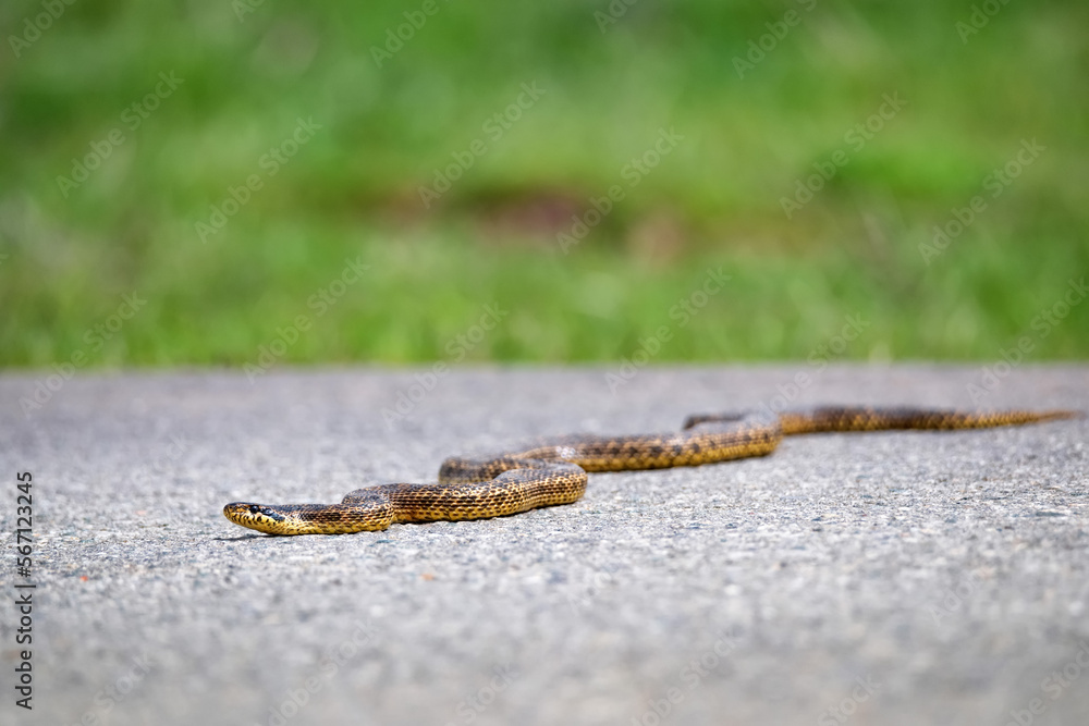 Close-up of blotched snake or Elaphe sauromates on asphalt road Close-up of blotched snake or Elaphe sauromates on asphalt road