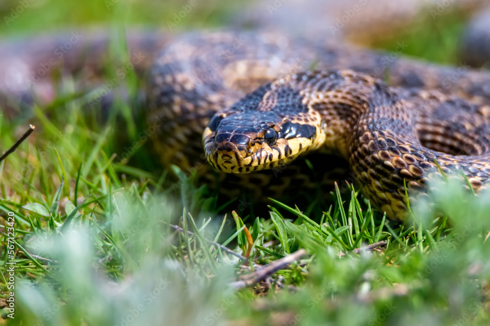 Close-up of blotched snake or Elaphe sauromates in grass Close-up of blotched snake or Elaphe sauromates in grass