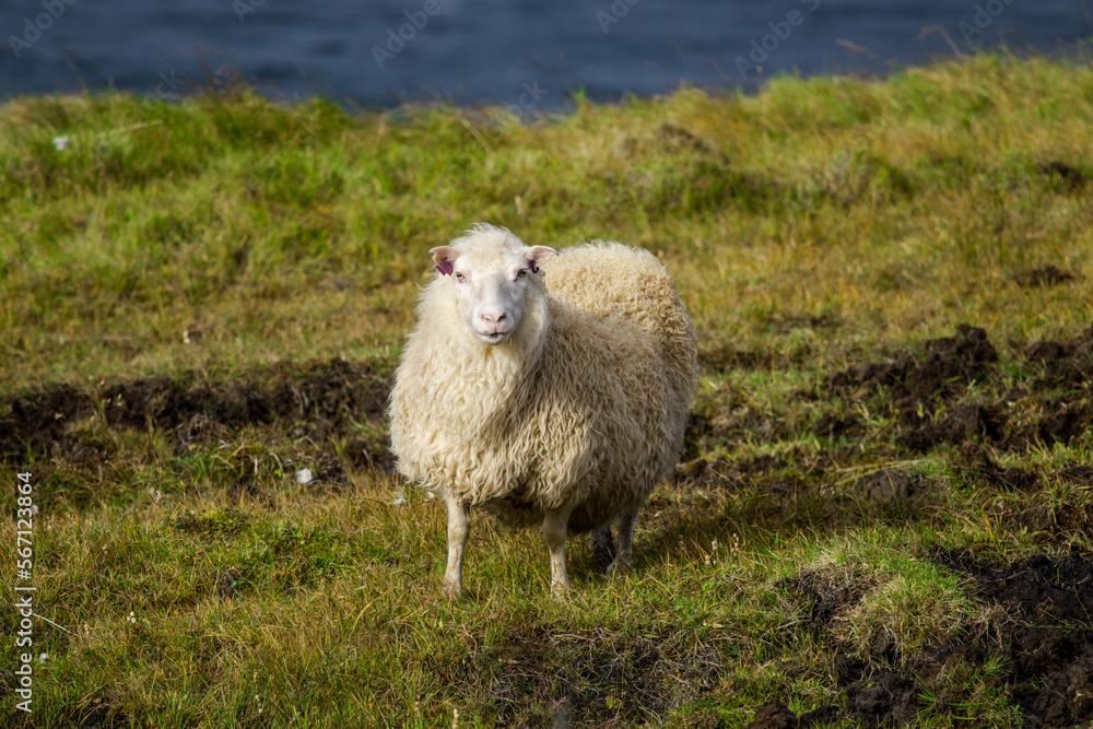Icelandic Sheep Graze in the Mountain Meadow near Ocean Coastline, Group of Domestic Animal in Pure and Clear Nature. Ecologically Clean Lamb Meat and Wool Production. Scenic Area Icelandic Sheep Graze in the Mountain Meadow near Ocean Coastline, Group of Domestic Animal in Pure and Clear Nature. Ecologically Clean Lamb Meat and Wool Production. Scenic Area