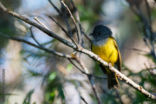 Close up of grey-headed canary flycatcher or Culicicapa ceylonensis