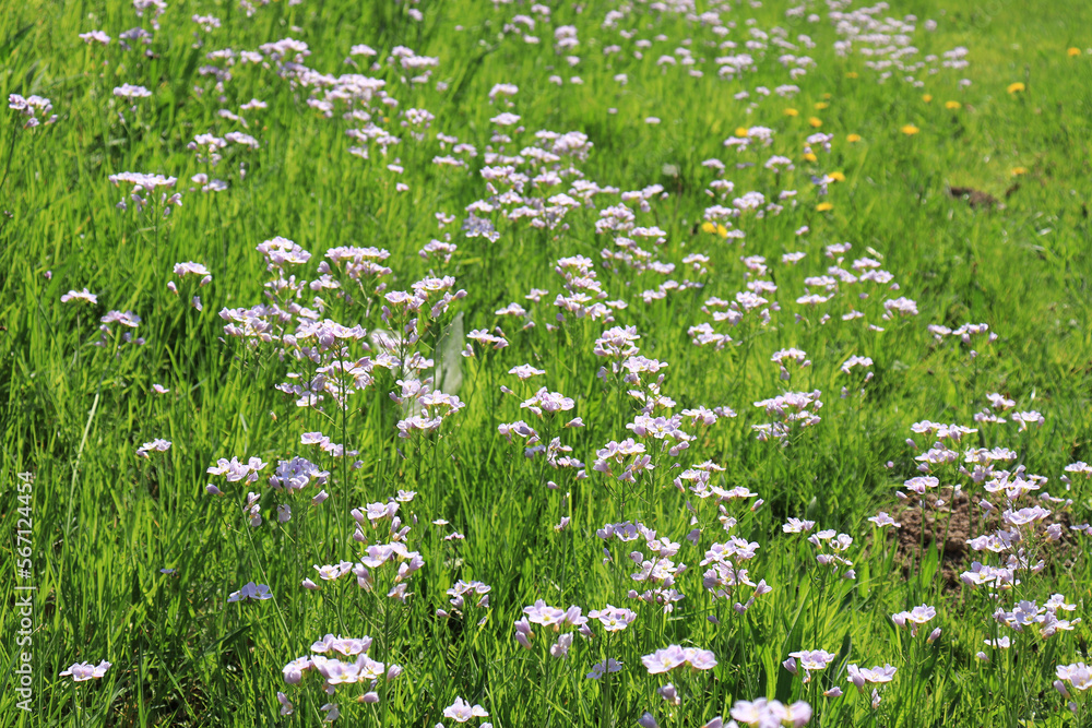 Fototapeta premium Wild flowers along the roadside.