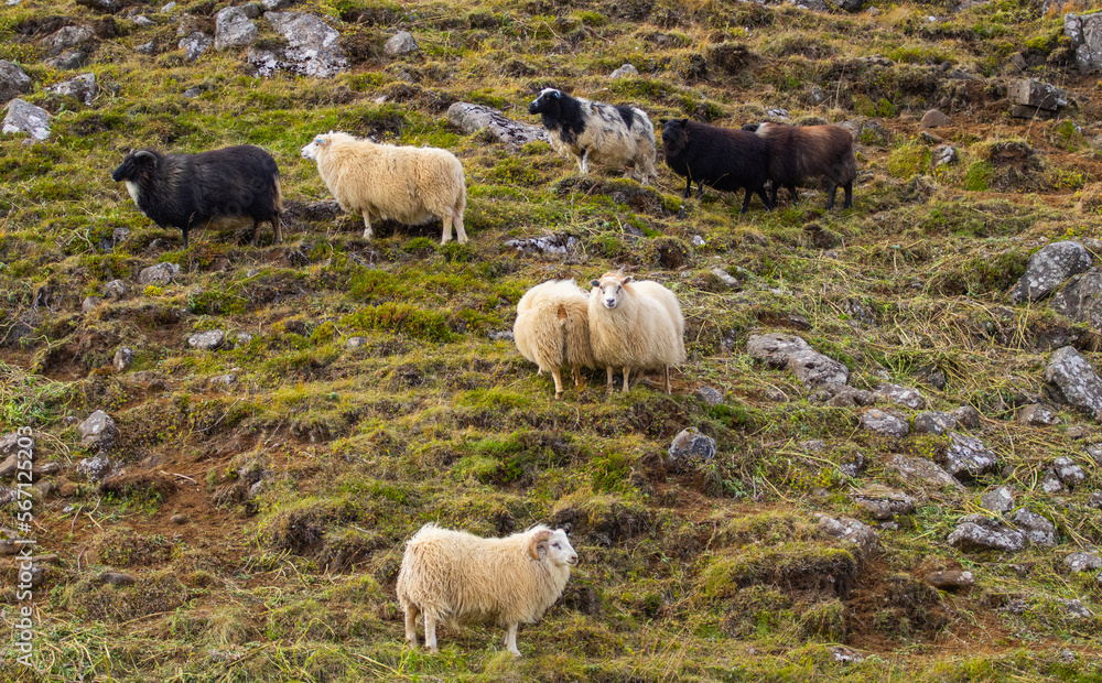 Fototapeta premium Icelandic Sheep Graze in the Mountain Meadow, Group of Domestic Animal in Pure and Clear Nature. Beautiful Icelandic Highlands. Ecologically Clean Lamb Meat and Wool Production. Scenic Area