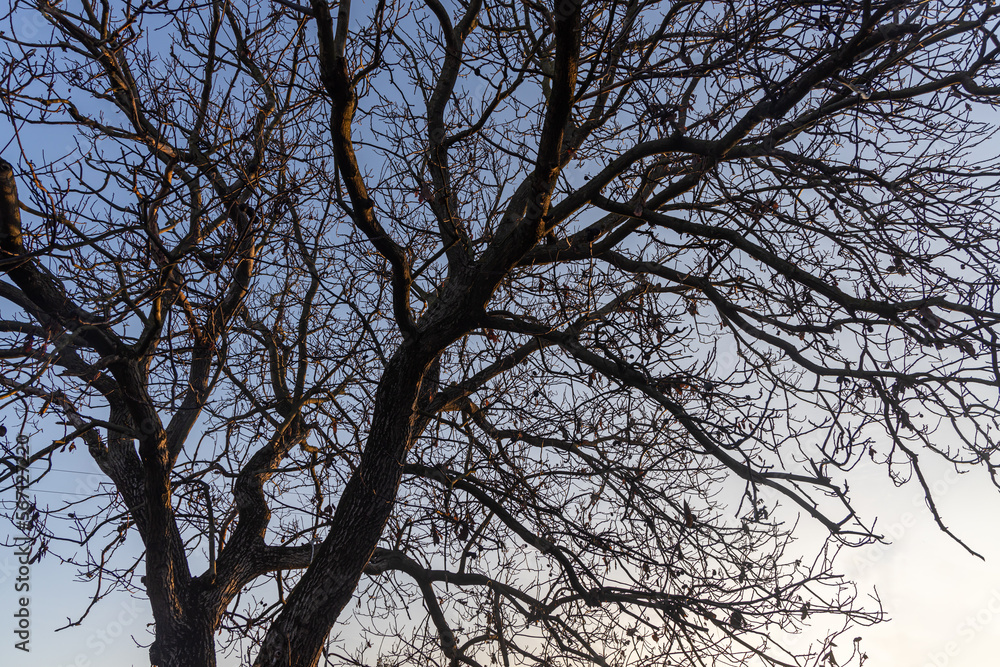Black silhouette of a walnut tree without leaves and nuts is on a blue sky background Black silhouette of a walnut tree without leaves and nuts is on a blue sky background