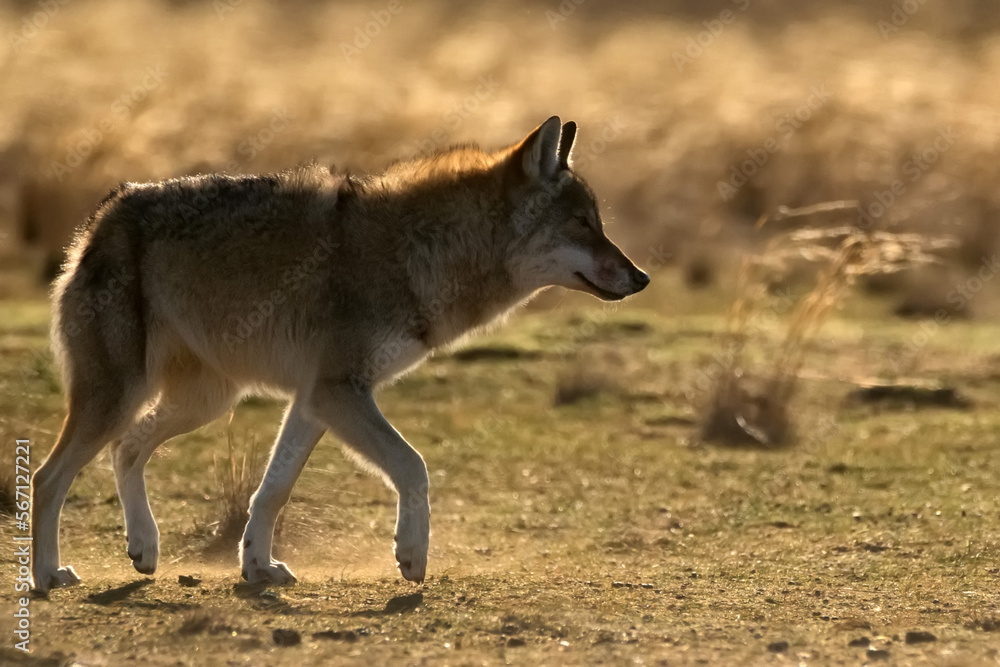 Eurasian wolf or Canis lupus lupus walks in steppe Eurasian wolf or Canis lupus lupus walks in steppe