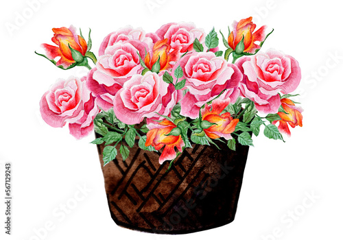 Basket Of Roses. Watercolor Illustration. Ideal for Wedding Projects