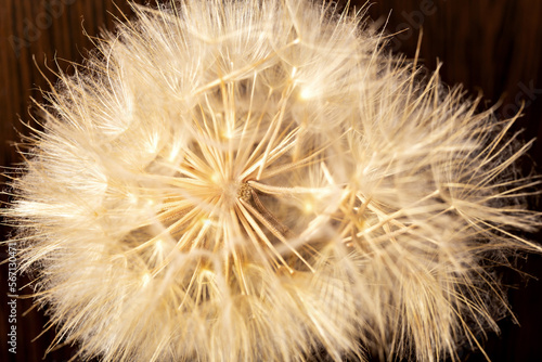 Ball of dry dandelion with seeds on brown wooden background. The concept of life and old age