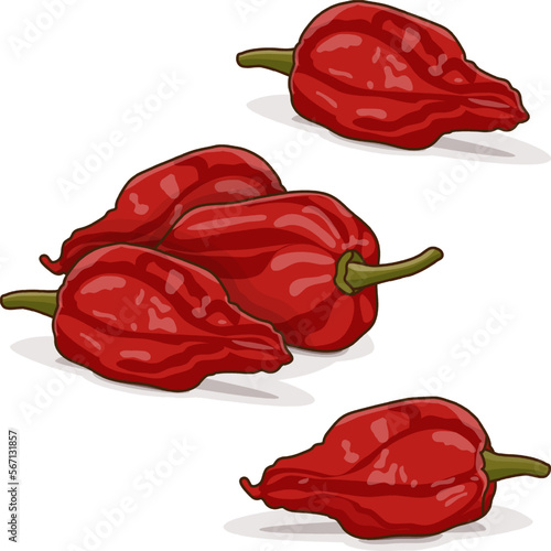 Group of Bhut Jolokia ghost chile peppers. Naga jolokia. U-morok. Capsicum chinense. Hot chili pepper. Chili pepper. Vegetables. Cartoon style. Vector illustration isolated on white background.