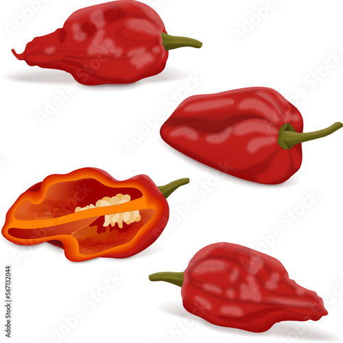 Set with whole and half of Bhut Jolokia ghost chile peppers. Naga jolokia. U-morok. Capsicum chinense. Hot chili pepper. Chili pepper. Vegetables. Vector illustration isolated on white background.