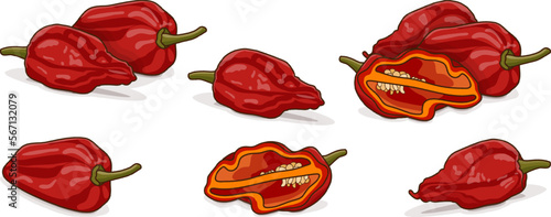 Set with whole, half of Bhut Jolokia ghost chile peppers. Naga jolokia. Capsicum chinense. Hot chili pepper. Chili pepper. Vegetables. Vector illustration isolated on white background. Cartoon style.