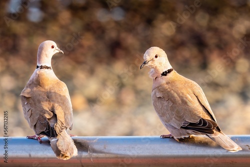 two pigeons sit on the railing in the sunlight