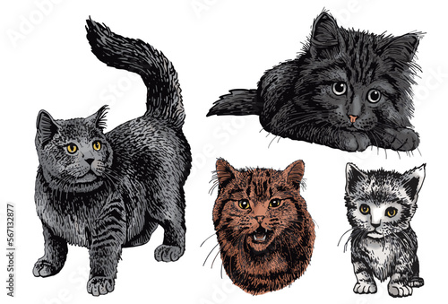 Vector color set of cats,graphical drawing of domestic pets,illustration for design and books