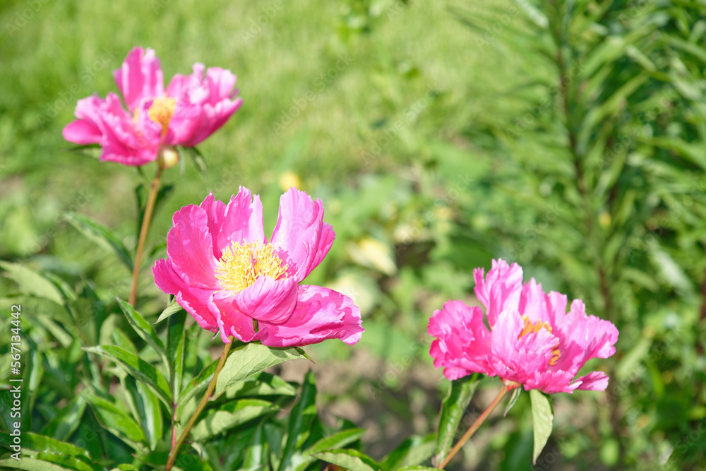 Obraz premium Tea roses