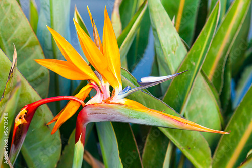 Strelitzia reginae. Blooming flower of the plant strelitzia royale.