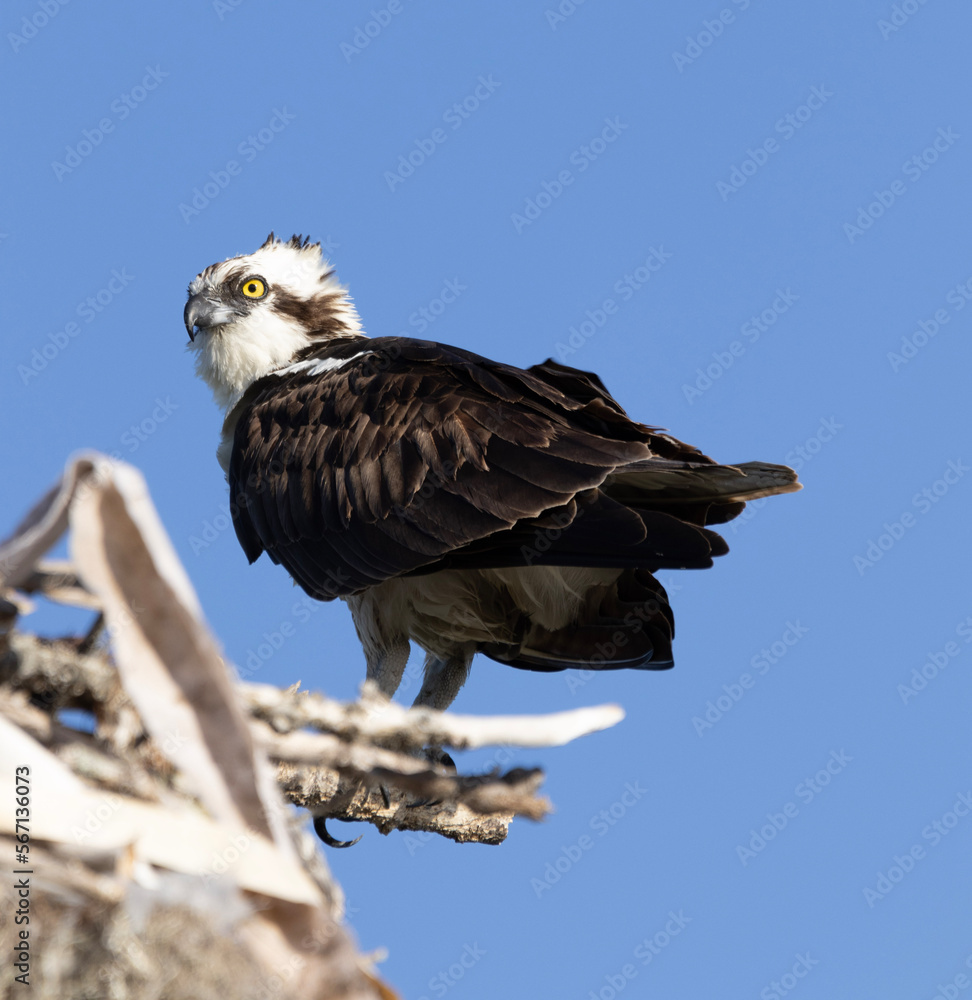 white tailed eagle white tailed eagle