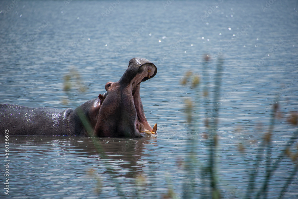Fototapeta premium Hippopotamus or hippo yawning in blue lake showing large canine tusks in Tanzania, Africa 