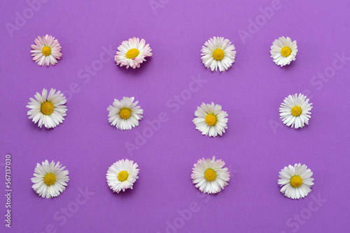 daisy flowers on purple background  beautiful floral background