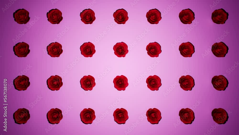 roses rotation purple red background animation valentines day holiday romantic roses rotation purple red background animation valentines day holiday romantic