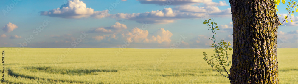Obraz premium Beautiful summer landscape showing wheat fields with blue sky and white clouds on a sunny day