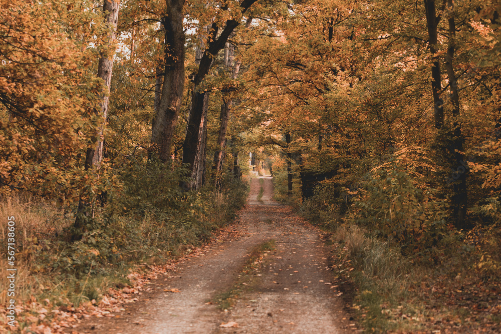 Obraz premium View of bright colorful autumn forest on sunny day. Orange, yellow, red leaves of trees. Path deep into the forest in the middle.