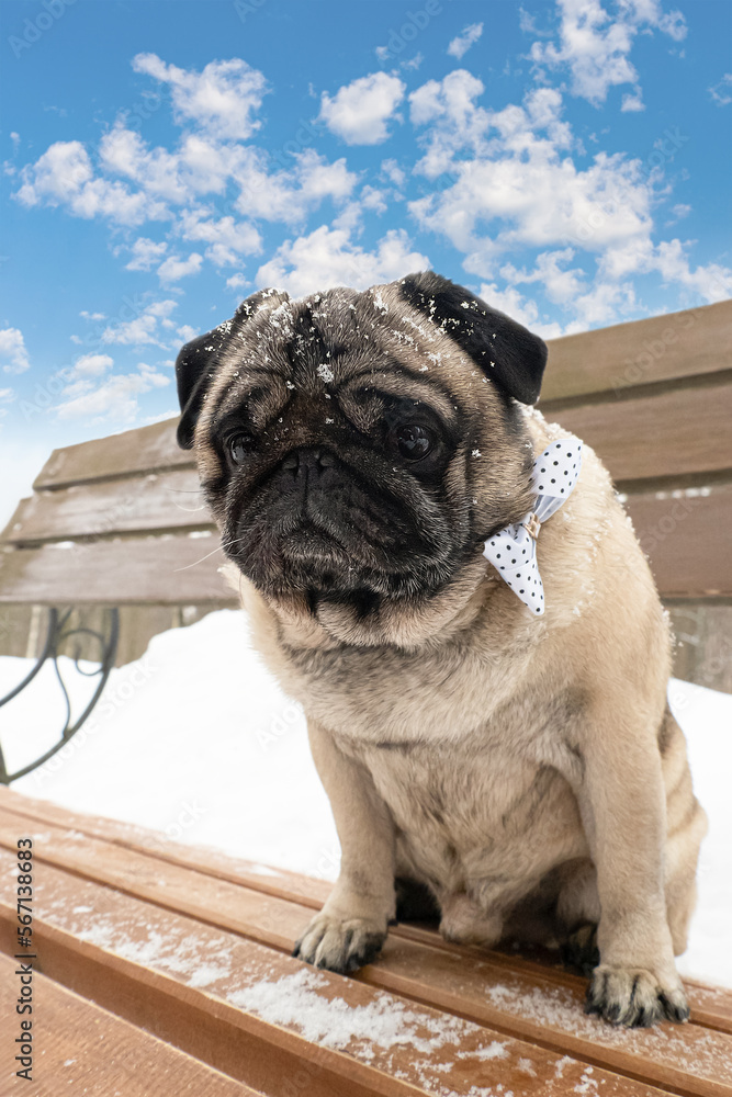Pug. Smiling cute dog on the bench. Pets. Holidays and events