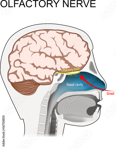 olfactory nerve. location of the first cranial nerve. photo