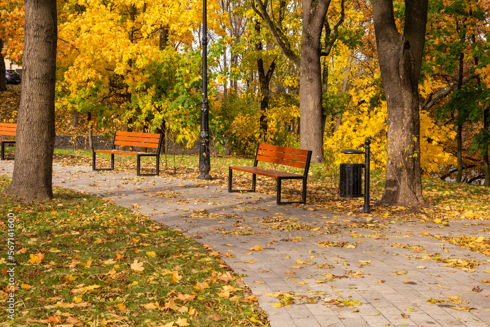 Autumn bench in a park full of falling yellow leaves. Day.