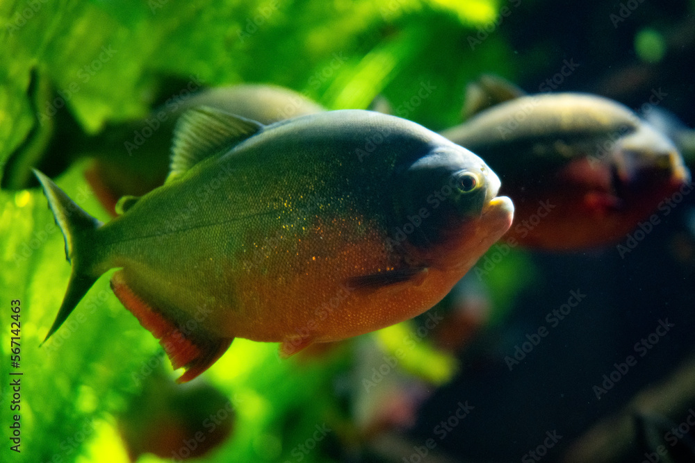 piranha dangerous fish typical of brazil piranha dangerous fish typical of brazil