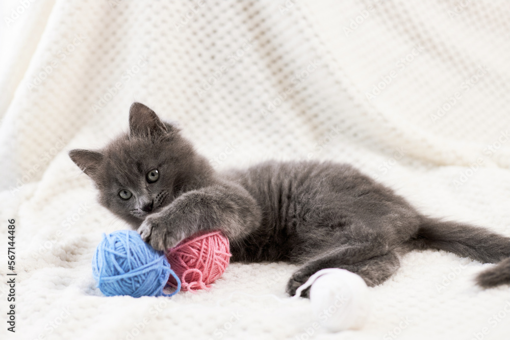 A cute gray kitten plays with multi-colored balls of wool. funny pets