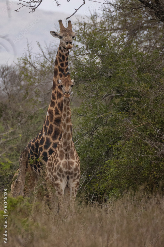 Obraz premium giraffe in the savannah