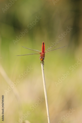 a red dragonfly perched on a wooden branch against a yellowish-green background
