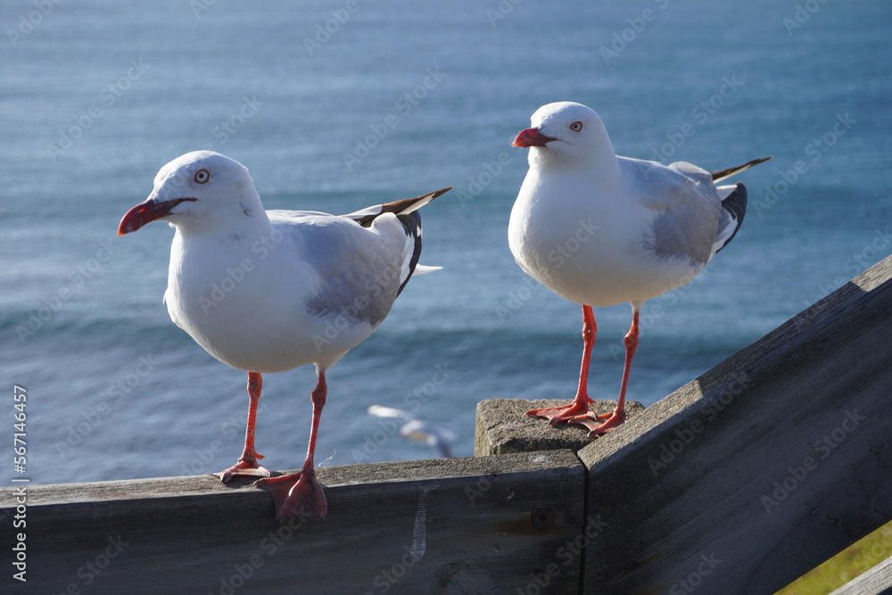 Obraz premium 2 Nobbies Phillip Island Seagulls Natural Shot Summertime Photography
