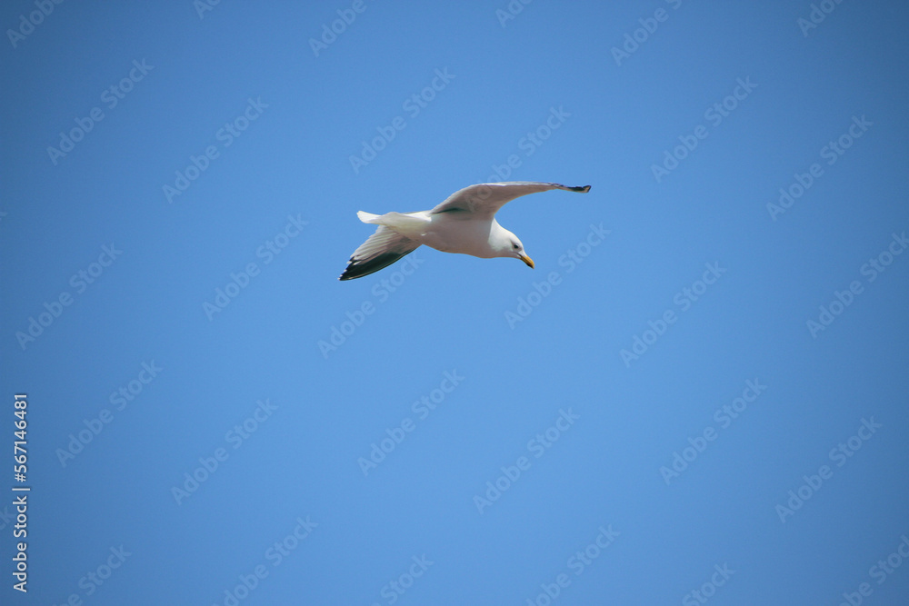 Obraz premium seagull in the sky