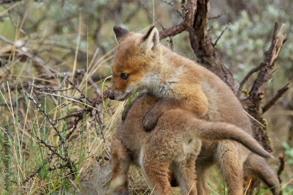 Obraz premium red fox cubs in the wild