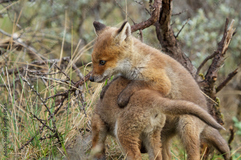 red fox cubs in the wild