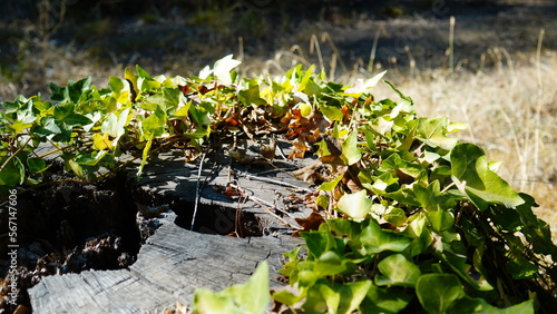 with climbing ivy leaves, in the morning sun