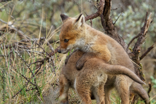 red fox cubs in the wild © dennis