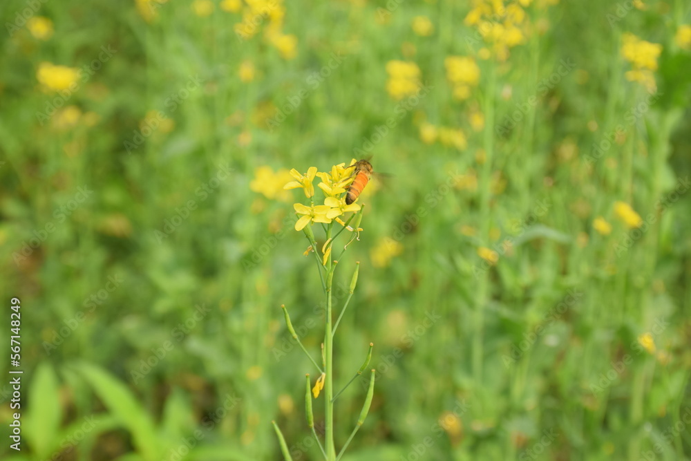 yellow flowers in a field with honeybee yellow flowers in a field with honeybee