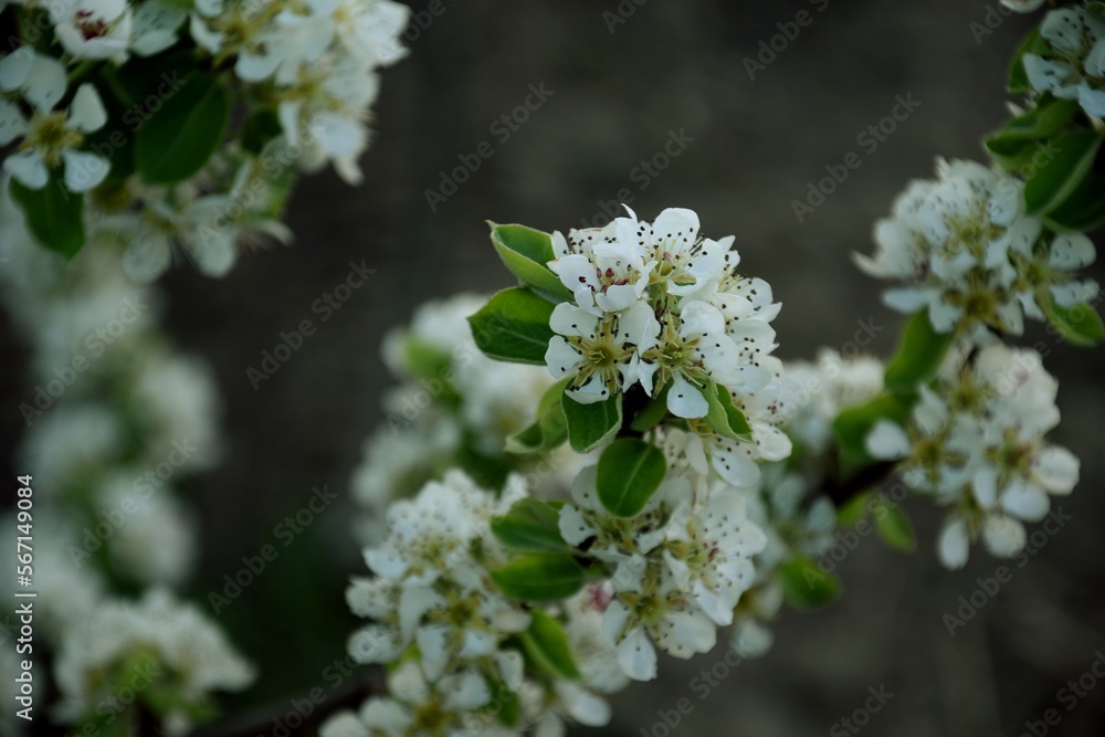 Blooming pear tree, pear blossoms background, pear white flowers. Blooming pear tree, pear blossoms background, pear white flowers.